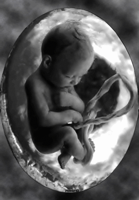 Ultrasonido fetal interactivo