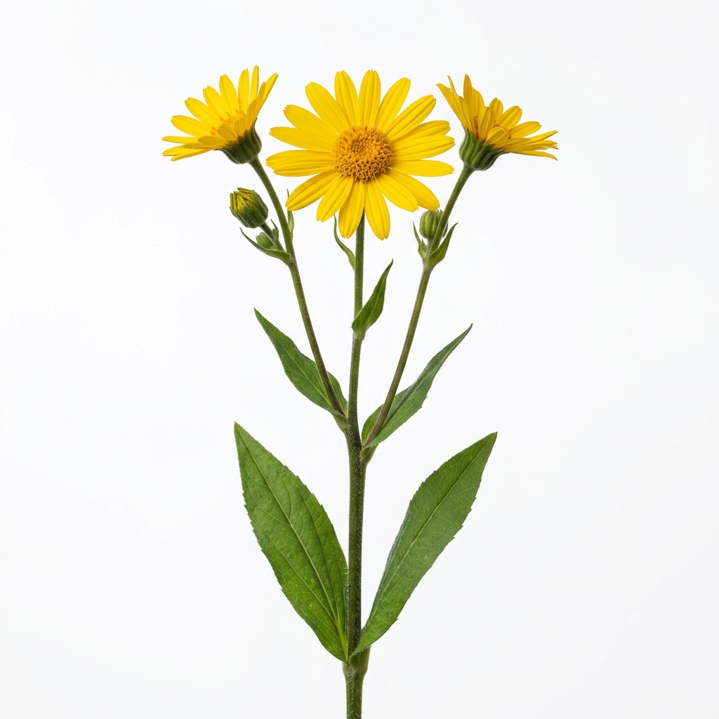 Árnica (Arnica montana)